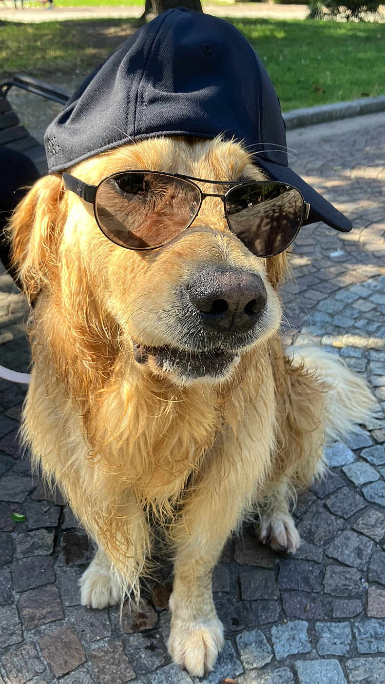 Thélios participe au concours pour gagner de l'argent avec cette photo : dog, golden_retriever, sunglasses, hat, outdoor, park, cobblestone, pet, animal, canine, sunlight, summer, fur, muzzle, paw, sitting, accessory, cool, portrait, casual