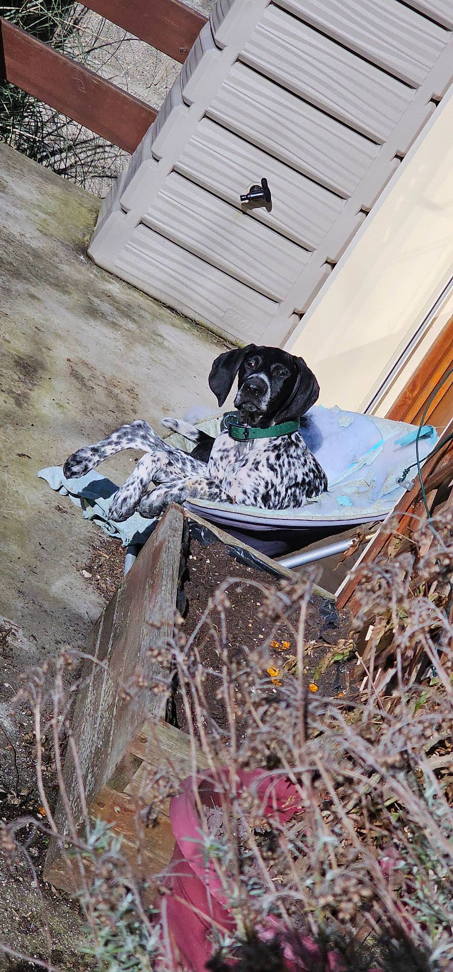 Vegas a rejoint le concours — aidez-le/la à gagner de superbes lots ! animal, architecture, building, canine, clothing, dog, footwear, hat, hound, knitwear, outdoors, pet, plywood, pointer, puppy, shelter, shoe, slate, sweater, wood