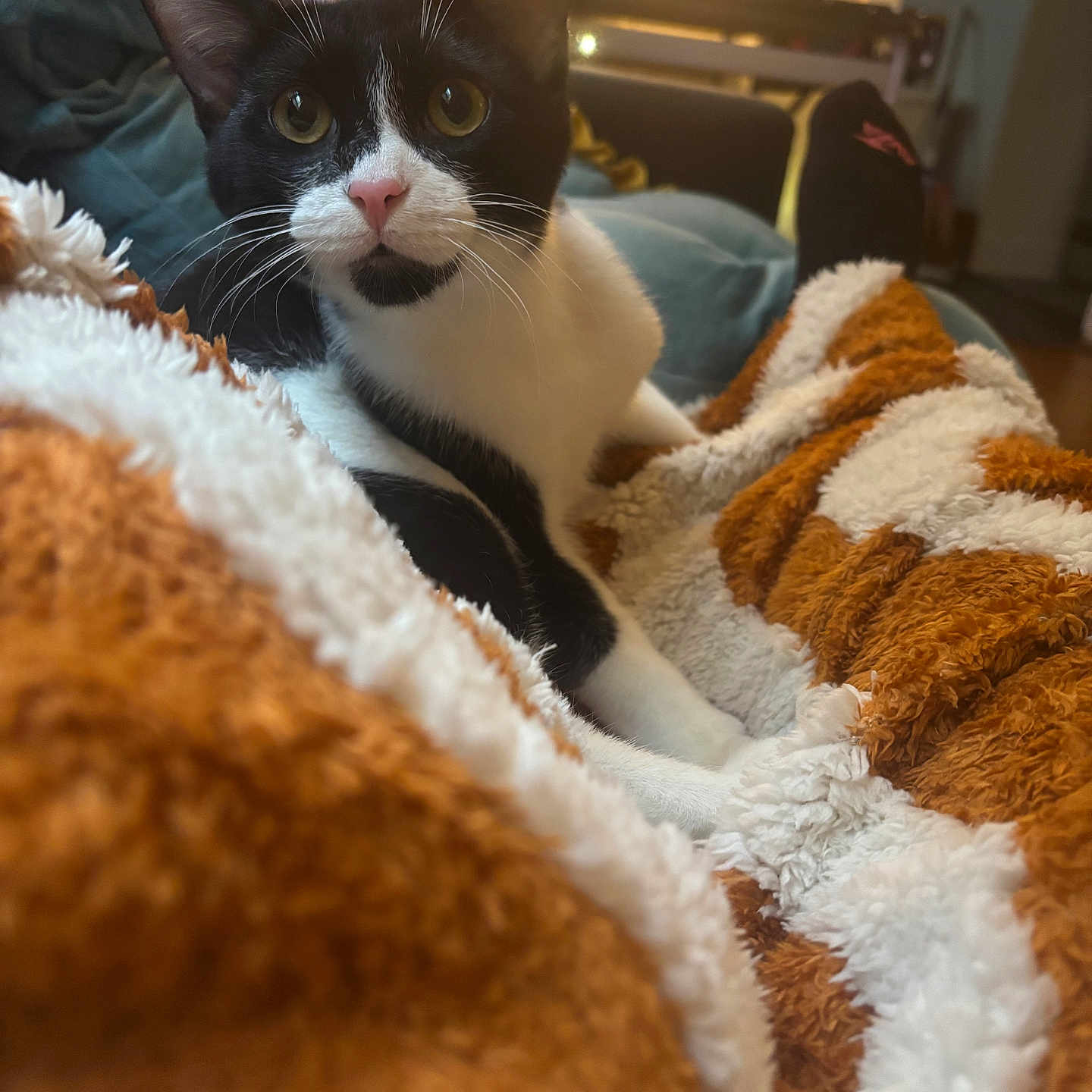 Rachel Kindrick is registered to the contest to win money with this photo: blanket, bokeh, cat, closeup, cozy, curiosity, fur, indoor, lamp, living_room, night_light, paws, pet, pink_nose, portrait, relaxing, sofa, soft_texture, tuxedo_cat, whiskers