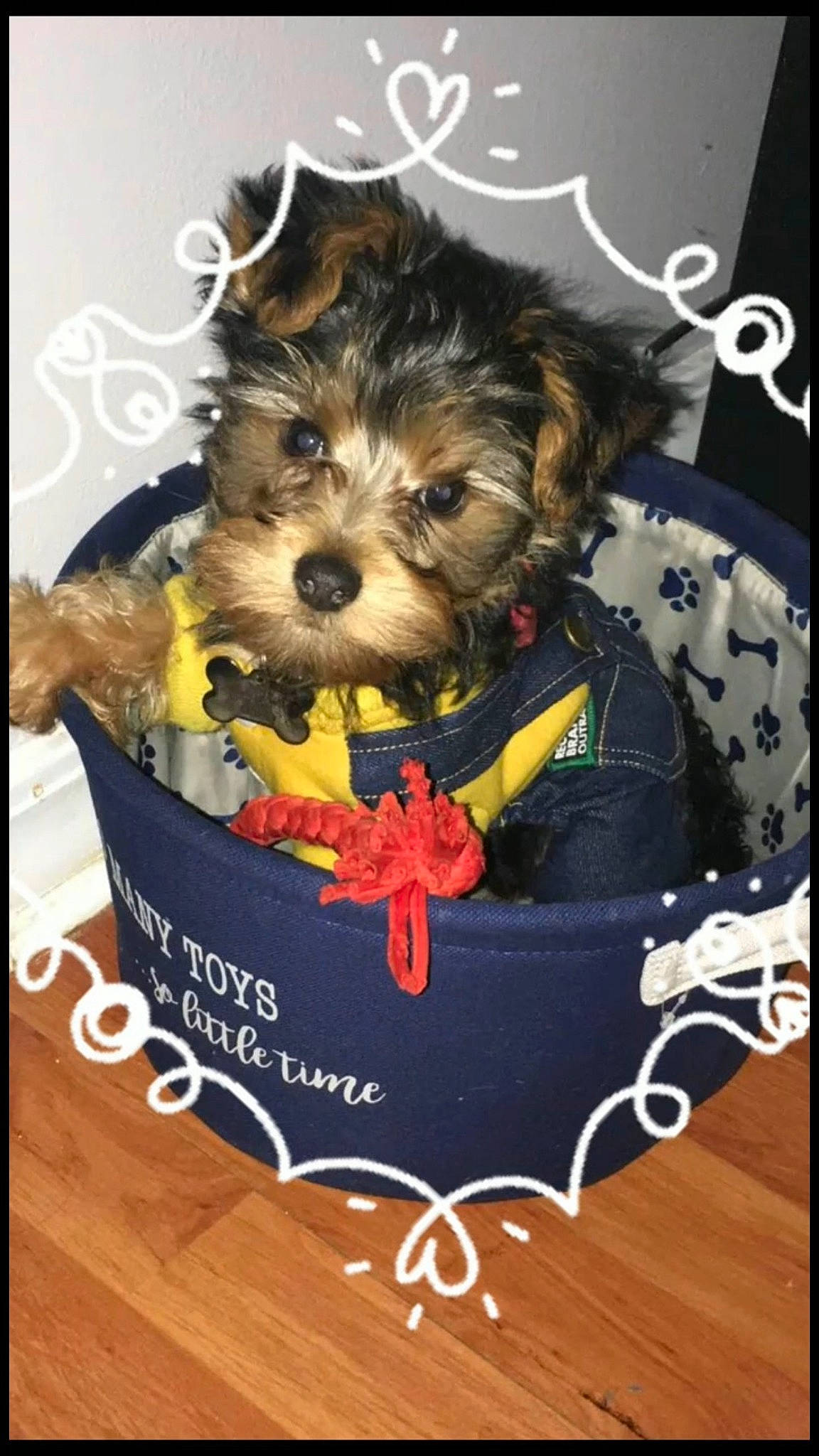 Hondo joined the competition — help win amazing prizes! basket, canidae, carnivore, companion_dog, dog, dog_breed, dog_clothes, dog_supply, event, fashion_accessory, font, pet_supply, rectangle, small_terrier, sporting_group, terrier, toy_dog, working_animal, yorkipoo