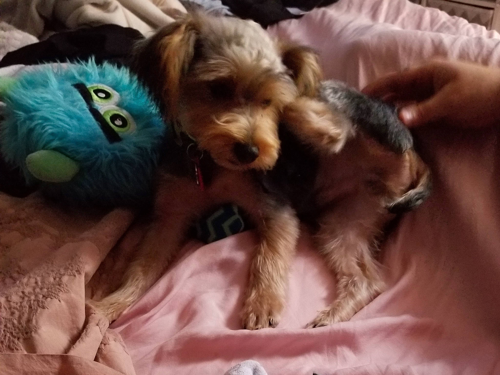 Hondo joined the competition — help win amazing prizes! canidae, carnivore, comfort, companion_dog, dog, dog_breed, fawn, felidae, fur, liver, paw, small_terrier, small_to_medium_sized_cats, snout, sporting_group, tail, terrier, toy, toy_dog, whiskers