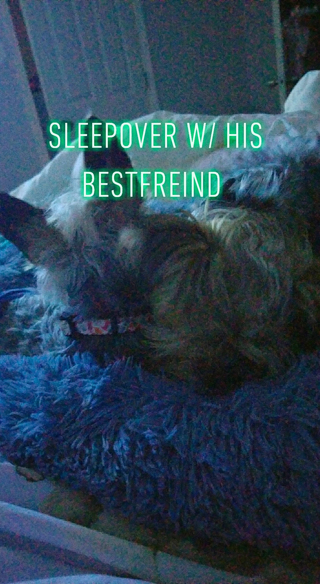 Hondo joined the competition — help win amazing prizes! book_cover, canidae, carnivore, companion_dog, darkness, dog, dog_breed, dog_supply, electric_blue, felidae, font, fur, liver, organism, photo_caption, publication, small_to_medium_sized_cats, tail, terrestrial_animal, working_animal