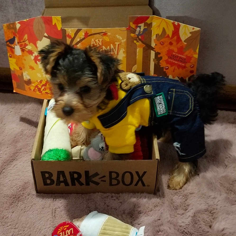 Hondo joined the competition — help win amazing prizes! canidae, carnivore, companion_dog, dog, dog_breed, dog_clothes, dog_supply, fashion_accessory, fawn, flooring, lamp, pet_supply, plastic, small_terrier, snout, sporting_group, terrier, toy, toy_dog, working_animal