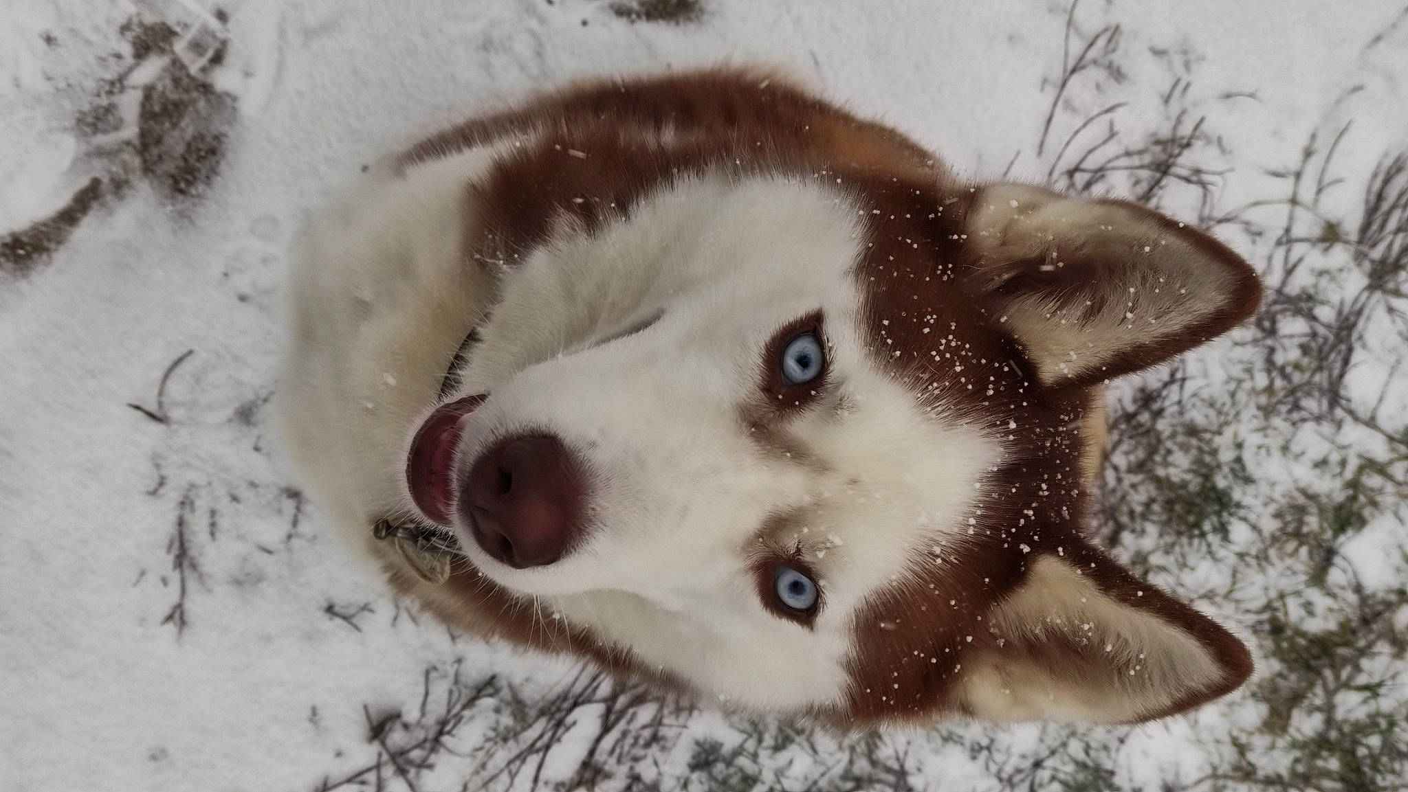 Kiera participe au concours pour gagner de l'argent avec cette photo : canidae, canis, carnivore, companion_dog, dog, dog_breed, eyelash, fawn, fur, jaw, siberian_husky, sled_dog, snout, snow, sporting_group, terrestrial_animal, tree, whiskers, winter, working_animal