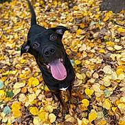 Roy participe au concours pour gagner de l'argent avec cette photo : dog, black_dog, autumn, fall_leaves, outdoor, tongue_out, happy, pet, nature, tree_trunk, leaf_litter, playful, canine, animal, close_up, park, seasonal, cute, energetic, smiling