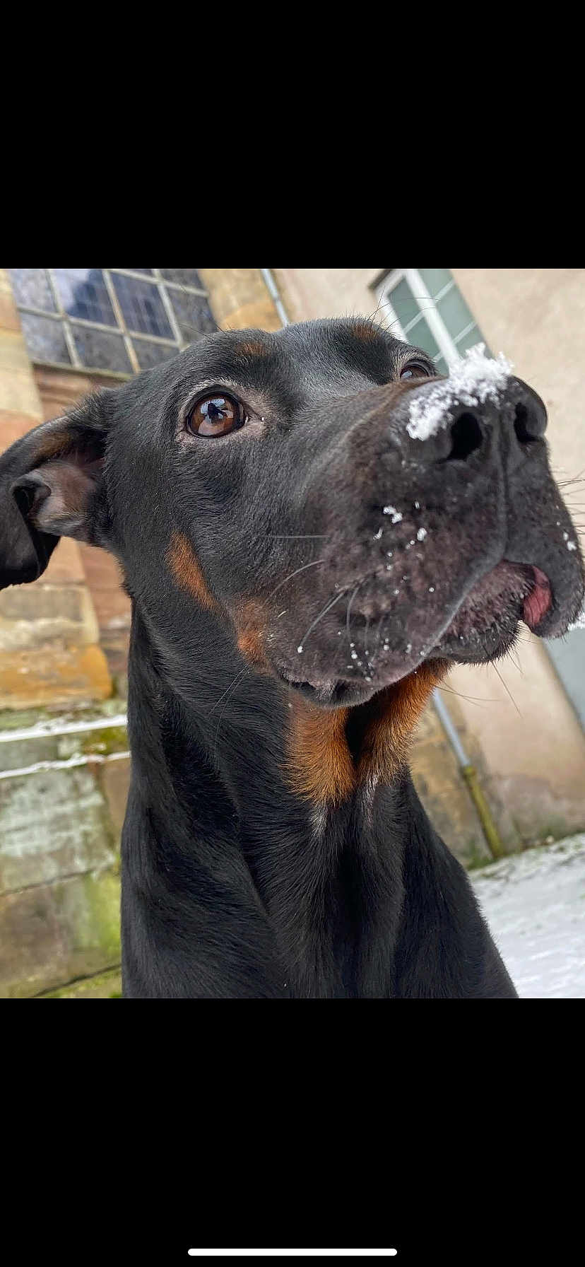 Roy a rejoint le concours — aidez-le/la à gagner de superbes lots ! dog, black_dog, tan_markings, snow, nose, close_up, outdoor, window, stone_wall, curious, pet, animal, winter, cold, portrait, fur, ears, snout, daylight, nature