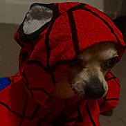 Nougat a rejoint le concours — aidez-le/la à gagner de superbes lots ! dog, small_dog, towel, red_towel, spiderman_pattern, costume, pet, animal, indoors, cute, shy, wrapped, peeking, face, nose, ears, fur, floor, carpet, shadow