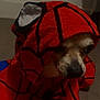 dog, small_dog, towel, red_towel, spiderman_pattern, costume, pet, animal, indoors, cute, shy, wrapped, peeking, face, nose, ears, fur, floor, carpet, shadow