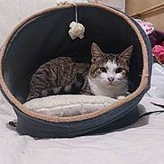 Diamant a rejoint le concours — aidez-le/la à gagner de superbes lots ! cat, tabby_cat, pet_bed, indoor, cozy, feline, animal, resting, toy, curious, soft, fabric, domestic, cute, whiskers, ears, bed, fur, looking, relaxed