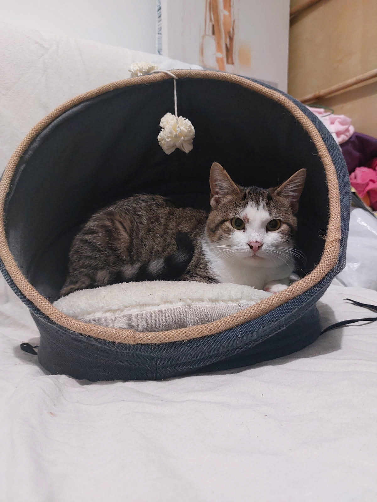 Diamant a rejoint le concours — aidez-le/la à gagner de superbes lots ! cat, tabby_cat, pet_bed, indoor, cozy, feline, animal, resting, toy, curious, soft, fabric, domestic, cute, whiskers, ears, bed, fur, looking, relaxed