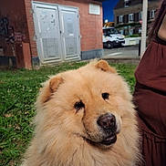 Shadow a rejoint le concours — aidez-le/la à gagner de superbes lots ! dog, chow_chow, fluffy, fur, outdoor, night, grass, building, brick_wall, vehicle, person, brown_clothing, pet, animal, cute, portrait, canine, mammal, parked_car, curious