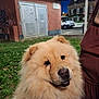 dog, chow_chow, fluffy, fur, outdoor, night, grass, building, brick_wall, vehicle, person, brown_clothing, pet, animal, cute, portrait, canine, mammal, parked_car, curious