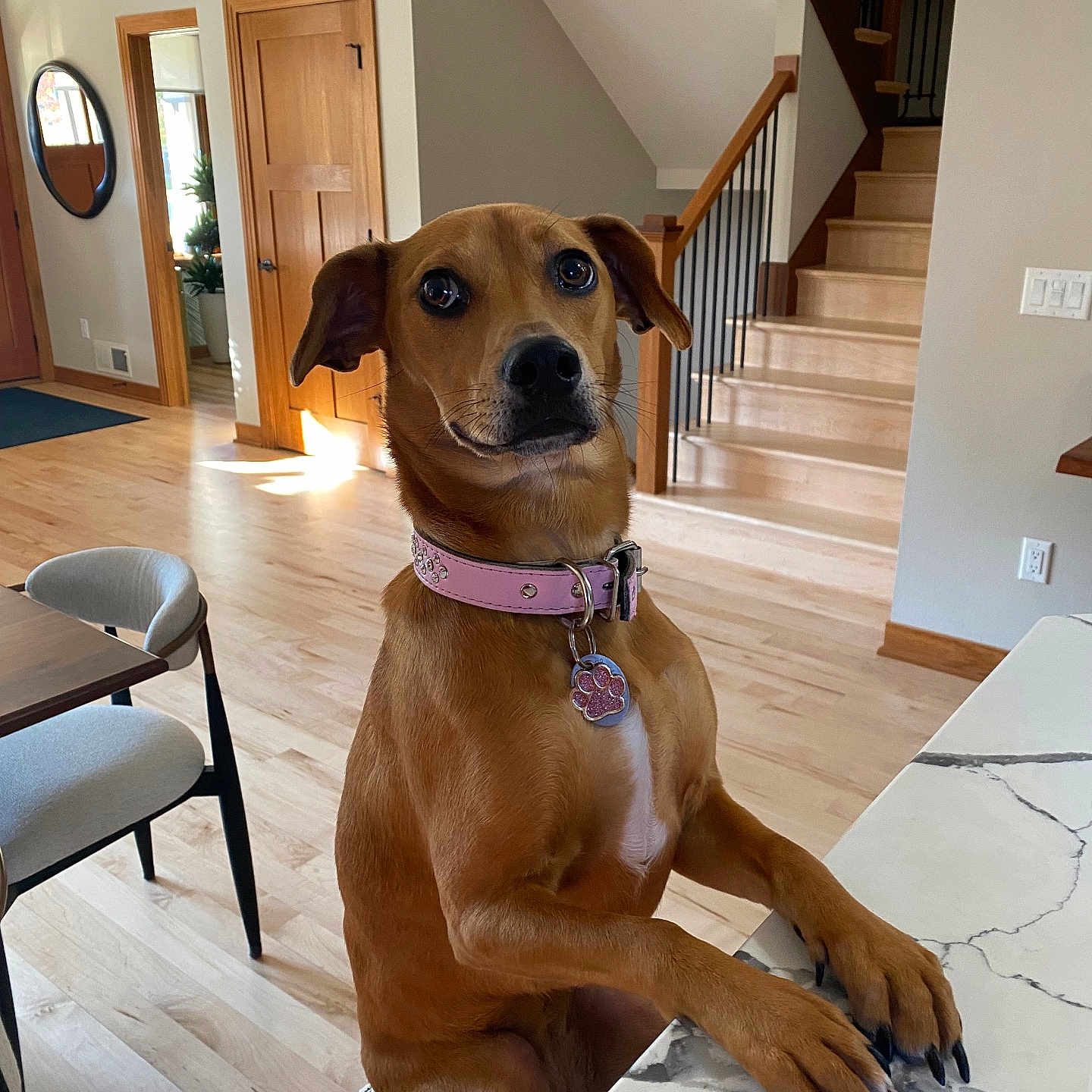 Ruby is registered to the contest to win money with this photo: animal, architecture, building, canine, chair, dog, foyer, furniture, hardwood, homedecor, house, housing, indoors, interiordesign, person, pet, plant, stainedwood, staircase, wood