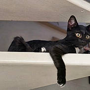 Freddy participe au concours pour gagner de l'argent avec cette photo : cat, black_cat, pet, animal, indoor, shelf, relaxing, paw, yellow_eyes, feline, cute, domestic_cat, whiskers, fur, claws, resting, looking, household, curious, cute_pet