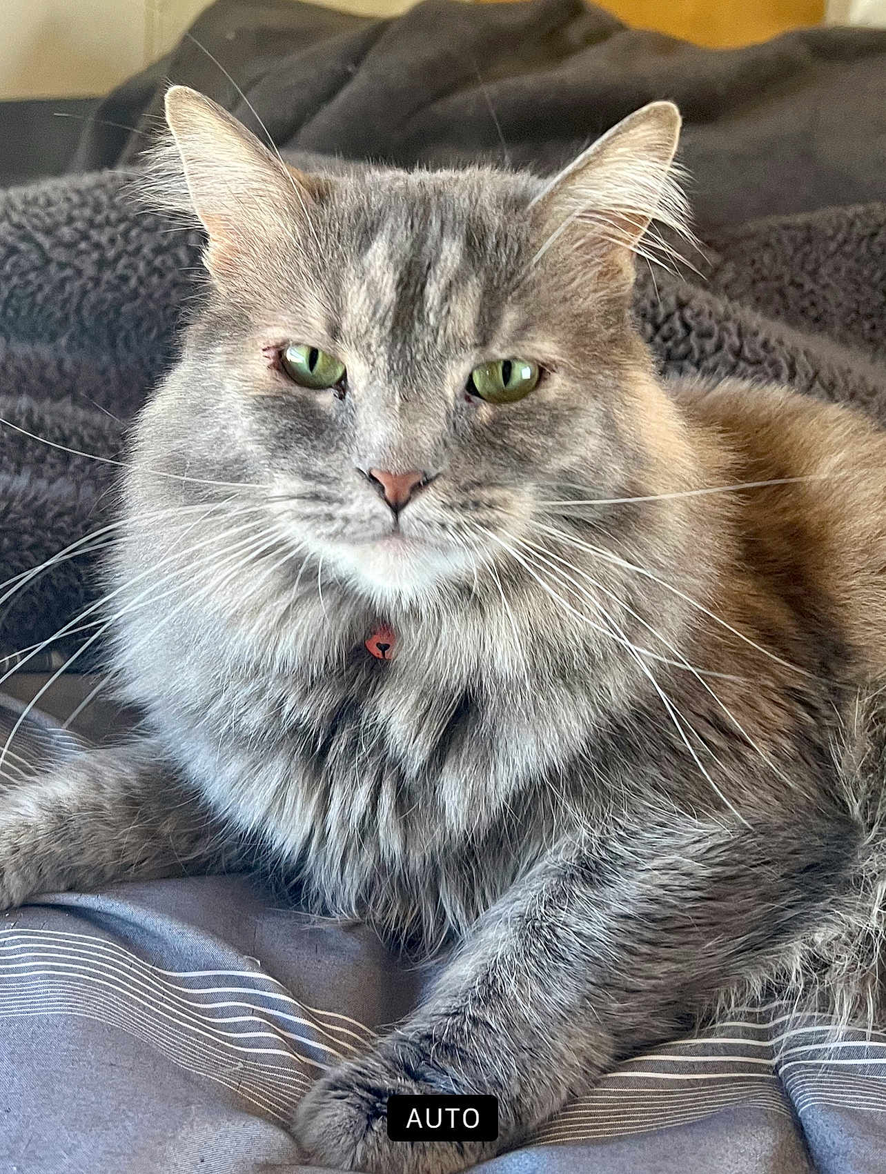 Rozi
