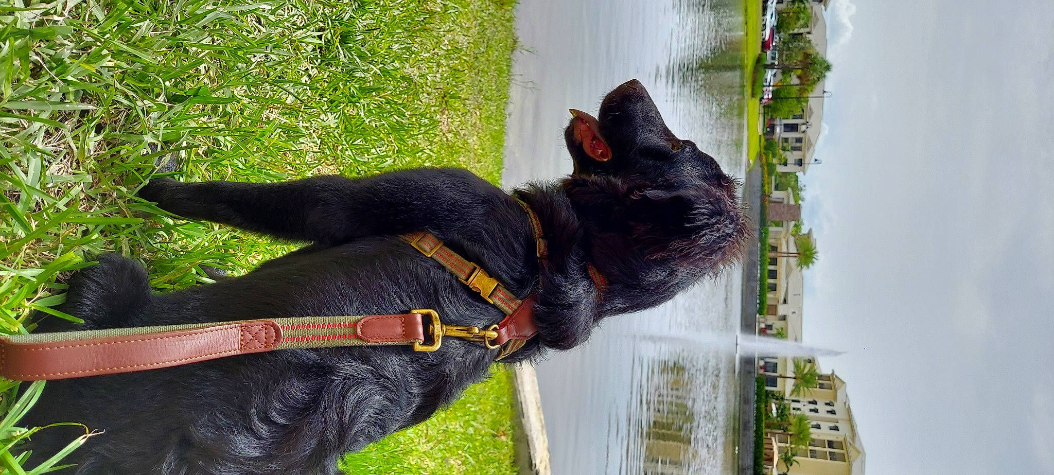 Noche joined the competition — help win amazing prizes! black_cat, bombay, canidae, carnivore, cat, collar, dog_breed, dog_collar, felidae, guard_dog, small_to_medium_sized_cats, snout, sporting_group, tail