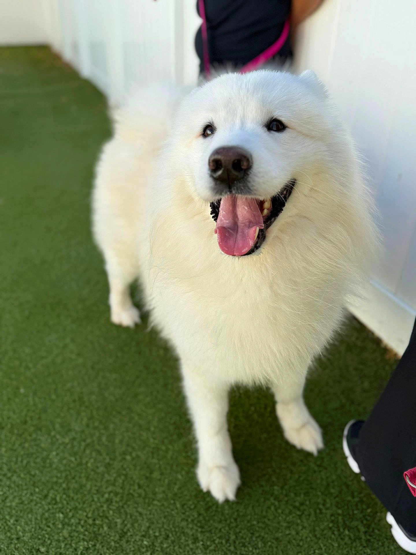 Mochi is registered to the contest to win money with this photo: animal, background, canine, close_up, companion, daylight, dog, fence, fluffy, footwear, friendly, grass, happy, outdoor, person, pet, playful, smiling, tongue_out, white_fur