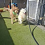 Mochi is registered to the contest to win money with this photo: animal, apricot_dog, bandana, canine, companion, daytime, dog, dogs, fence, fur, grass, happy, leash, outdoor, pet, play_area, playground, sunlight, walking, white_dog