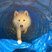 Mochi joined the competition — help win amazing prizes! active, adorable, animal, blue_tunnel, canine, cute, dog, fluffy, fun, happy, indoor, pet, pet_toy, play_tunnel, playful, tongue_out, toy, walking, white_dog, young_dog