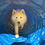active, adorable, animal, blue_tunnel, canine, cute, dog, fluffy, fun, happy, indoor, pet, pet_toy, play_tunnel, playful, tongue_out, toy, walking, white_dog, young_dog