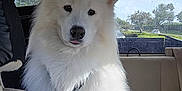 Mochi joined the competition — help win amazing prizes! backseat, calm, canine, car_interior, daylight, dog, domestic_animal, ears, fluffy, fur, leash, outdoor_view, pet, road, seat, sitting, tail, vehicle, white_dog, window