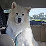 backseat, calm, canine, car_interior, daylight, dog, domestic_animal, ears, fluffy, fur, leash, outdoor_view, pet, road, seat, sitting, tail, vehicle, white_dog, window