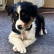 Sadie is registered to the contest to win money with this photo: puppy, dog, indoor, carpet, black_fur, white_fur, tan_fur, crossed_paws, lying_down, cute, pet, collar, young_dog, fur, animal, mammal, canine, curious, resting, cozy