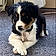 Sadie