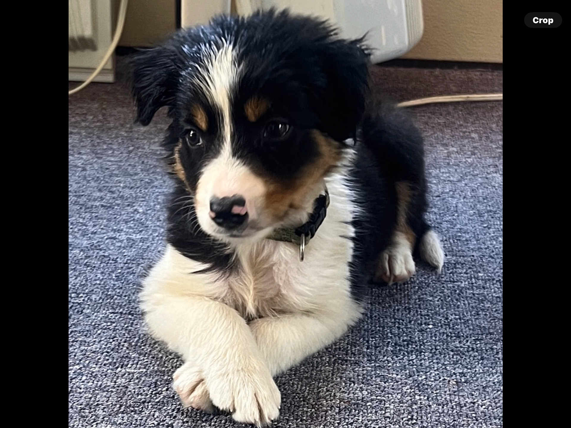 Sadie