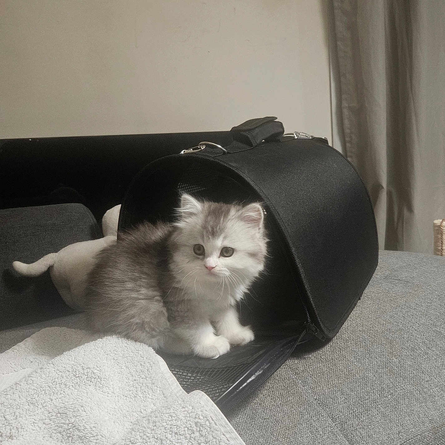 Jawar a rejoint le concours — aidez-le/la à gagner de superbes lots ! kitten, cat, pet_carrier, gray, white, furry, couch, blanket, indoor, curious, soft, small, cute, animal, feline, domestic, resting, cozy, household, comfort