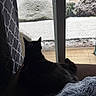 Allie joined the competition — help win amazing prizes! cat, black_cat, indoor, couch, blanket, window, screen_door, snow, snowy_yard, bushes, tree, winter, pet, relaxing, silhouette, quiet, home, animal, feline, daylight