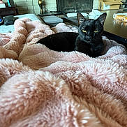 Allie joined the competition — help win amazing prizes! black_cat, cat, feline, pet, animal, fluffy_blanket, pink_blanket, cozy, living_room, fireplace, candle, table, cardboard_box, indoor, resting, relaxed, fur, yellow_eyes, household, comfort