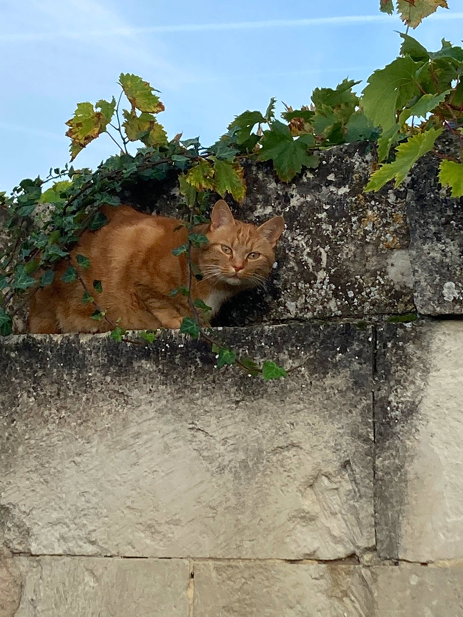 Jack participe au concours pour gagner de l'argent avec cette photo : ancient_history, bedrock, cloud, concrete, facade, flowering_plant, grass, history, landscape, outcrop, plant, rock, shrub, sky, soil, stone_wall, tints_and_shades, trunk, vine, wood