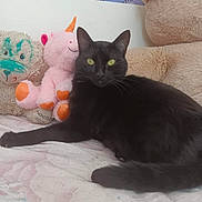 Copain participe au concours pour gagner de l'argent avec cette photo : black_cat, cat, stuffed_animal, unicorn, bear, bed, furniture, indoor, pet, animal, cozy, plush_toy, relaxed, cute, fur, whiskers, yellow_eyes, resting, soft, comfort