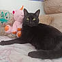 black_cat, cat, stuffed_animal, unicorn, bear, bed, furniture, indoor, pet, animal, cozy, plush_toy, relaxed, cute, fur, whiskers, yellow_eyes, resting, soft, comfort