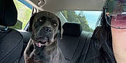 Shady joined the competition — help win amazing prizes! dog, car_interior, woman, sunglasses, seat, blanket, road_trip, window, shoulder, black_hair, collar, pet, travel, daylight, seatbelt, casual_clothing, back_seat, portrait, looking, indoors