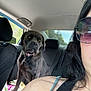 dog, car_interior, woman, sunglasses, seat, blanket, road_trip, window, shoulder, black_hair, collar, pet, travel, daylight, seatbelt, casual_clothing, back_seat, portrait, looking, indoors