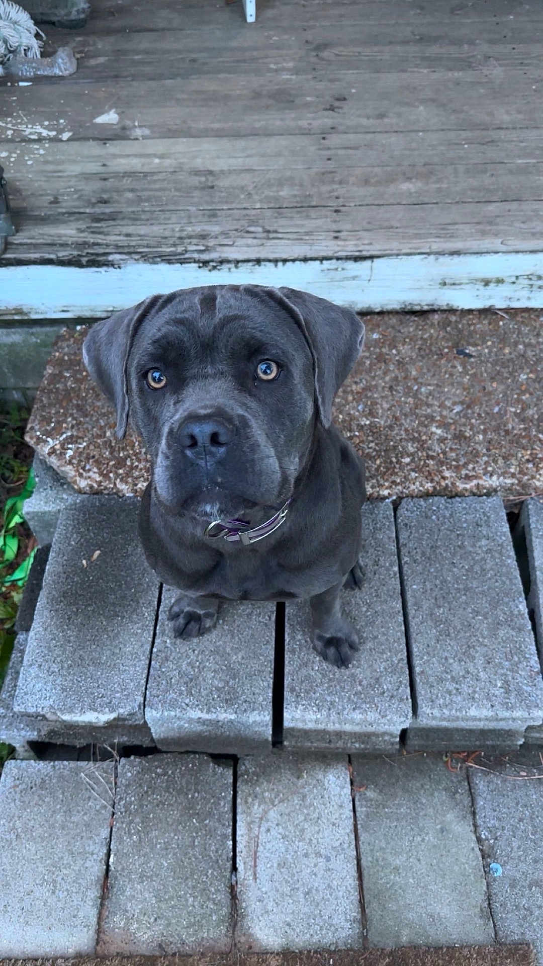 Shady is registered to the contest to win money with this photo: dog, puppy, gray_dog, concrete_blocks, porch, wooden_floor, outdoor, pet, collar, sitting, curious, young_dog, animal, canine, looking_up, front_view, ears, snout, paws, eyes