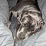 Shady is registered to the contest to win money with this photo: dog, pet, gray_dog, lying_down, bed, blanket, quilt, indoors, animal, canine, relaxed, cozy, fur, paw, ears, snout, looking_up, sleepy, resting, companion