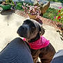 Shady joined the competition — help win amazing prizes! dog, bandana, outdoor, patio, flower_pot, flowers, greenery, stone_statue, angel_statue, person, knees, sunlight, shadow, curious, pet, canine, garden, concrete, casual, closeup