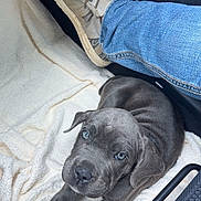 Shady is registered to the contest to win money with this photo: puppy, dog, blue_eyes, gray_fur, blanket, car_interior, shoe, jeans, pet, cute, lying_down, resting, indoors, cozy, companion, animal, young_dog, floor, paw, relaxed