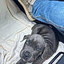 puppy, dog, blue_eyes, gray_fur, blanket, car_interior, shoe, jeans, pet, cute, lying_down, resting, indoors, cozy, companion, animal, young_dog, floor, paw, relaxed