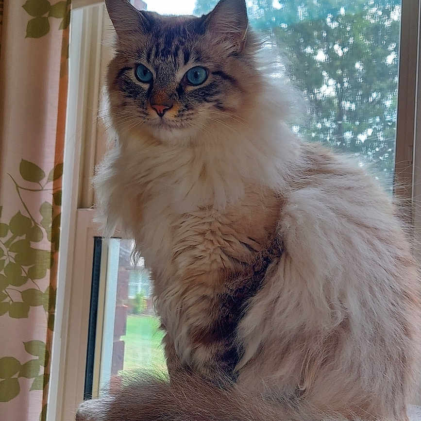 Loki