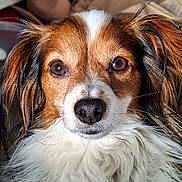 Max participe au concours pour gagner de l'argent avec cette photo : animal, brown_eyes, brown_fur, canine, close_up, cute, dog, domestic_animal, ears, face, fluffy_fur, fur_texture, indoors, looking_at_camera, mammal, nose, pet, portrait, whiskers, white_fur