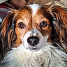 animal, brown_eyes, brown_fur, canine, close_up, cute, dog, domestic_animal, ears, face, fluffy_fur, fur_texture, indoors, looking_at_camera, mammal, nose, pet, portrait, whiskers, white_fur