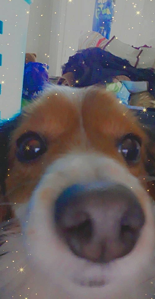 Max a rejoint le concours — aidez-le/la à gagner de superbes lots ! blue, canidae, carnivore, companion_dog, dog, dog_breed, ear, fawn, fur, non_sporting_group, puppy, snout, sporting_group, whiskers, working_animal