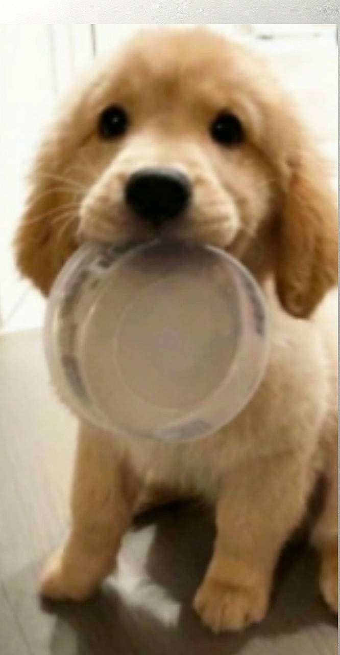 Winnie a rejoint le concours — aidez-le/la à gagner de superbes lots ! canidae, carnivore, companion_dog, dog, dog_breed, dog_supply, fawn, fur, mammal, nose, paw, pet_supply, puppy_love, snout, sporting_group, toy_dog, vertebrate, whiskers, white, working_animal