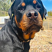 Brisket is registered to the contest to win money with this photo: rottweiler, dog, pet, outdoor, sunny, cactus, sky, rocks, fence, closeup, animal, canine, portrait, collar, nature, daylight, mammal, watchful, black_and_tan, desert