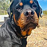rottweiler, dog, pet, outdoor, sunny, cactus, sky, rocks, fence, closeup, animal, canine, portrait, collar, nature, daylight, mammal, watchful, black_and_tan, desert