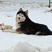 Angus is registered to the contest to win money with this photo: dog, husky, snow, plush_toy, outdoor, winter, animal, pet, fence, laying, black_and_white, fur, canine, nature, cold, mammal, resting, looking_back, playful, companion